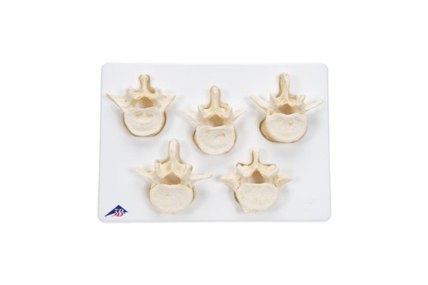 zestaw 5 kręgów lędźwiowych bone - 3b smart anatomy - 1000155 [a792] 3b scientific modele anatomiczne 2